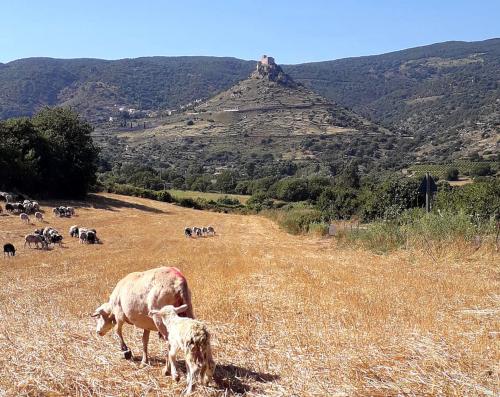 Gregge di pecore pascola con vista sul castello  medievale di Burgos