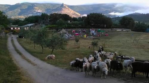 Pecore al pascolo nella fattoria di Burgos