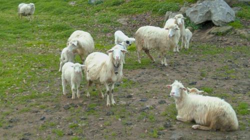 Pecore al pascolo nella fattoria di Burgos