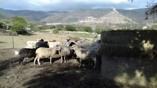 Gregge di pecore in un'azienda agricola a Burgos