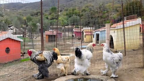 Galline nella fattoria di Burgos