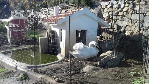 Cigno nella sua casa nella fattoria di Burgos