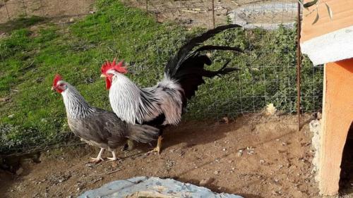 Galline nella fattoria di Burgos