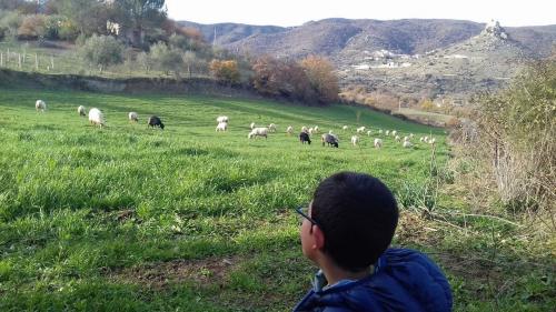 Pecore al pascolo nel territorio di Burgos