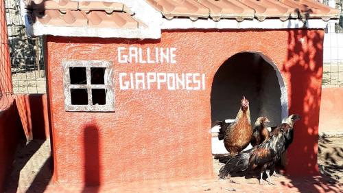 Galline nella fattoria di Burgos