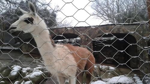 Lama nella fattoria di Burgos