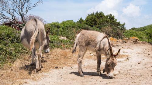 Des ânes dans la nature sauvage de l'île d'Asinara