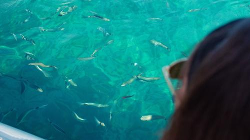 Girl admires fish aboard dinghy in Porto Conte Park in Alghero