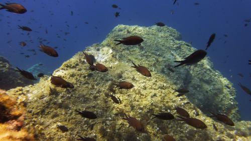 Fish in the Gulf of Alghero