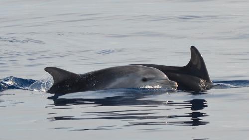 Dolphins in the Gulf of Alghero