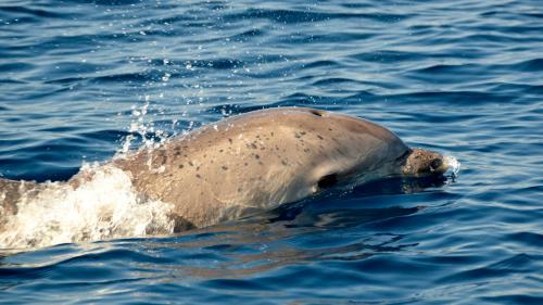 Dolphins in the Gulf of Alghero