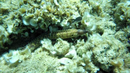 Fish in the Gulf of Alghero