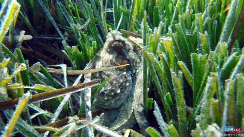 Fish in the Gulf of Alghero