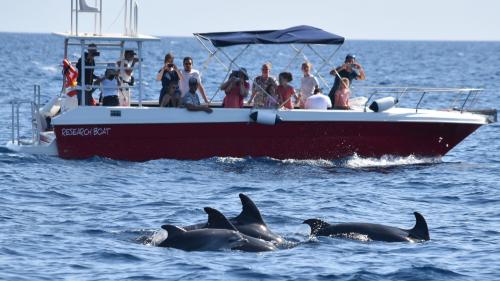 Dolphins spotted on boat tour in the Gulf of Alghero