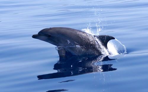 Dolphins in the Gulf of Alghero